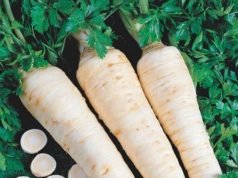 Целебные свойства петрушки, эстрагона и сельдерея