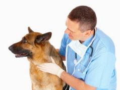 Современные способы и необходимость кастрации собак