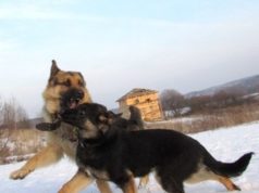 Как научить собаку команде голос