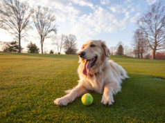 Крипторхизм у собак: причины заболевания и лечение