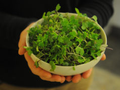 Преимущества микрозелени