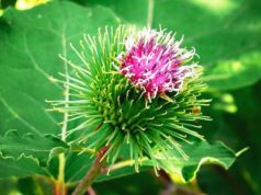 Лопух большой: свойства, польза и лечебное применение