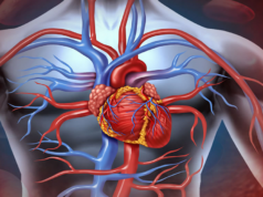 6 лучших народных средств для лечения сердечно-сосудистой системы