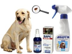 Эффективное средство от блох — советы и рекомендации