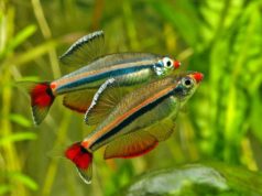 Корм для аквариумных рыб