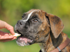 Как сделать лакомство для собаки своими руками