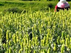 В чем польза Мурсальского чая?