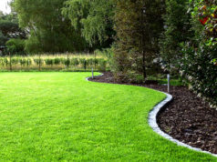 Как правильно выбрать газонную траву для дачи?