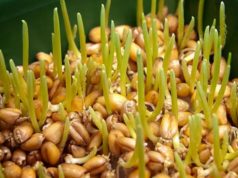 Пророщенная пшеница — легко и полезно