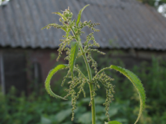 Названа польза крапивы