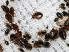 Эффективные способы избавления от клопов в квартире