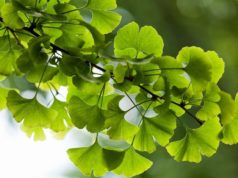 Польза Гинкго Билоба для здоровья