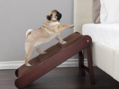 Лестница для собак — полезный предмет мебели для питомца