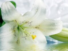 Белые лилии: элегантные и изящные цветы для любимых