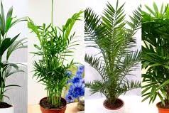 Пальмы для Вашего дома: финиковые, банановые, декоративные