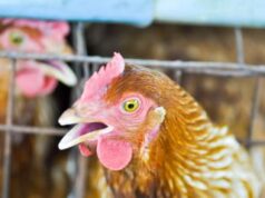 Хрипы у куриц: возможные причины