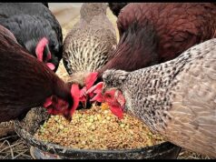 Особенности кормления кур-несушек
