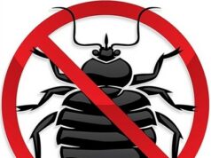 Этапы уничтожения клопов в жилом помещении