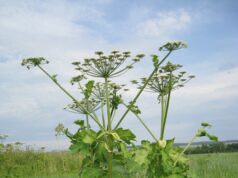 Как быстро и эффективно уничтожить борщевика