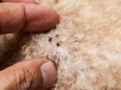 Где приобрести лекарства для выведения блох?