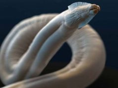 Причины и симптомы аскаридоза