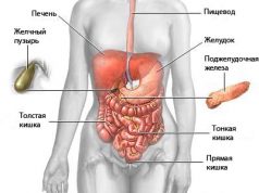 Особенности проведения УЗИ брюшной полости