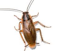 Как уничтожить тараканов?