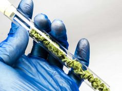 Опасность зависимости от марихуаны