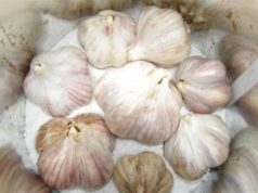 Как хранить чеснок в домашних условиях на зиму в квартире правильно