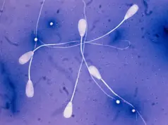 Что такое морфология сперматозоидов по Крюгеру и почему она важна при оценке фертильности?